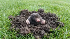 Os toupeiras estão a destruir o relvado? 9 maneiras de os afugentar sem danificar o solo